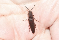 Elatichrosis exarata