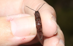 Elatichrosis exarata