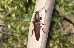 Elatichrosis exarata