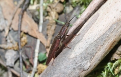 Elatichrosis exarata