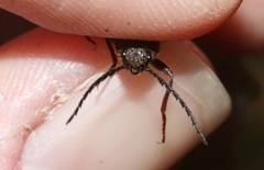 Elatichrosis exarata