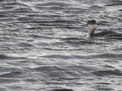 Podiceps nigricollis
