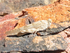 Sphingonotus corsicus