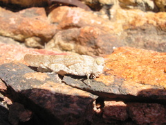 Sphingonotus corsicus