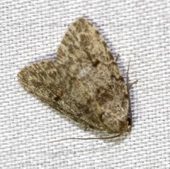 Tolpia conscitulana