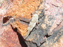 Sphingonotus corsicus