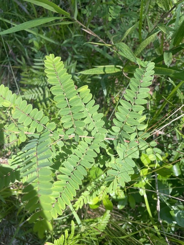 Amorpha georgiana, photograph 4
