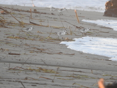 Calidris alba