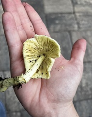 Image Associated With the Occurrence