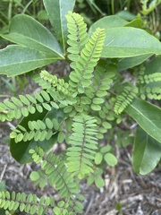 author not stated, no rights reserved Amorpha georgiana, photograph author not stated, no rights reserved