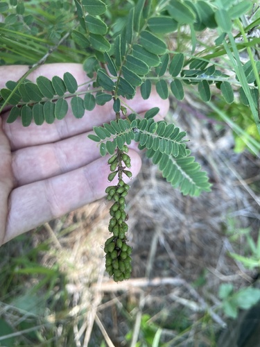Amorpha georgiana, photograph 3