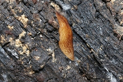 Australopacifica mortoni