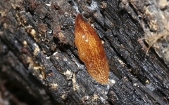 Australopacifica mortoni