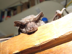 Tadarida brasiliensis