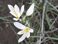 Crocus aleppicus