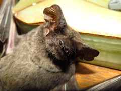 Tadarida brasiliensis