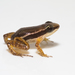 Rainforest Rocket Frog - Photo (c) Brian Gratwicke, some rights reserved (CC BY)