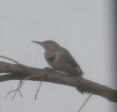 Colaptes auratus