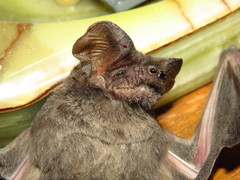 Tadarida brasiliensis