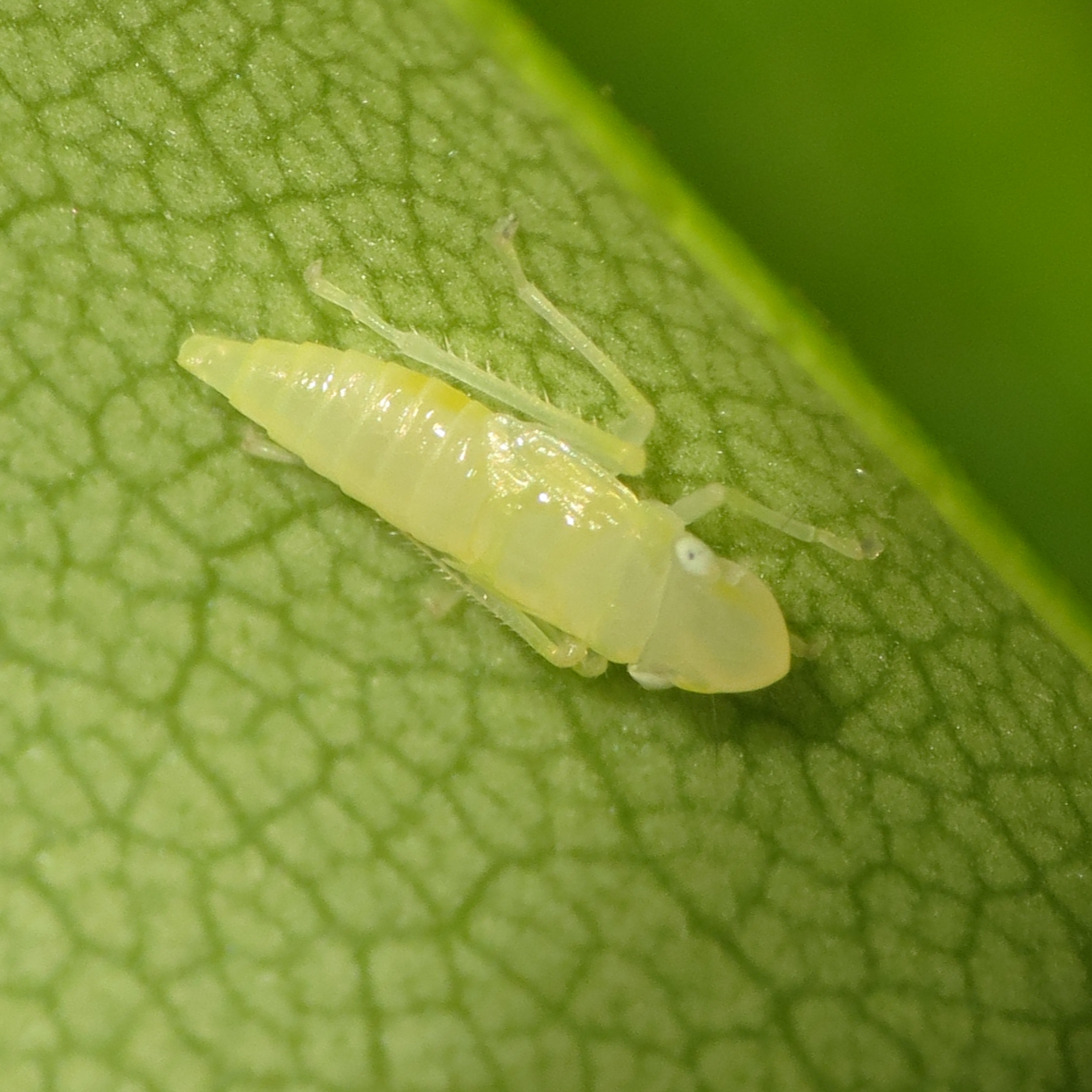 Rhododendron Leafhopper (Graphocephala fennahi)  iNaturalist
