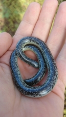 Afrotyphlops schlegelii