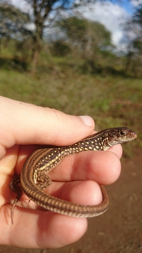 Nucras holubi