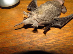 Tadarida brasiliensis