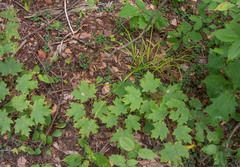 Carex debilis rudgei