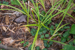 Carex debilis rudgei