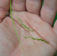 Carex debilis rudgei