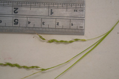 Carex debilis rudgei