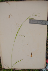 Carex debilis rudgei