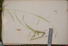 Carex debilis rudgei