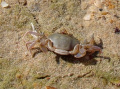 Liocarcinus