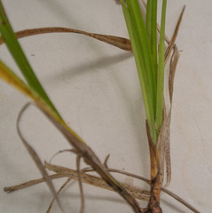 Carex debilis rudgei