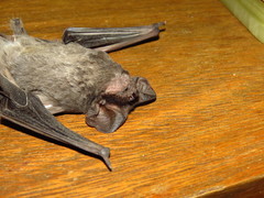 Tadarida brasiliensis