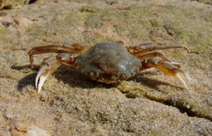 Liocarcinus