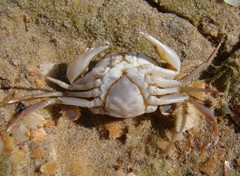 Liocarcinus