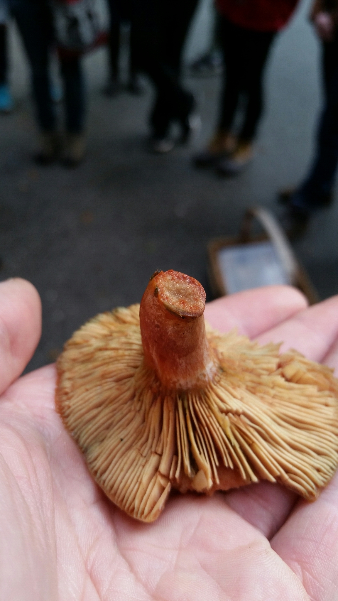 Lactarius rubrilacteus image