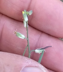 Streptanthus longirostris