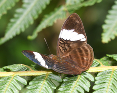 Adelpha epione