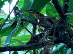 Anolis ventrimaculatus