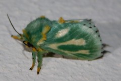 Coenobasis amoena