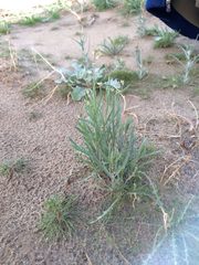 Streptanthus longirostris