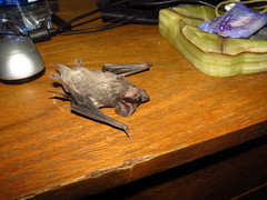 Tadarida brasiliensis