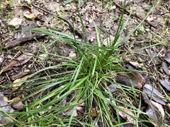 Carex planostachys