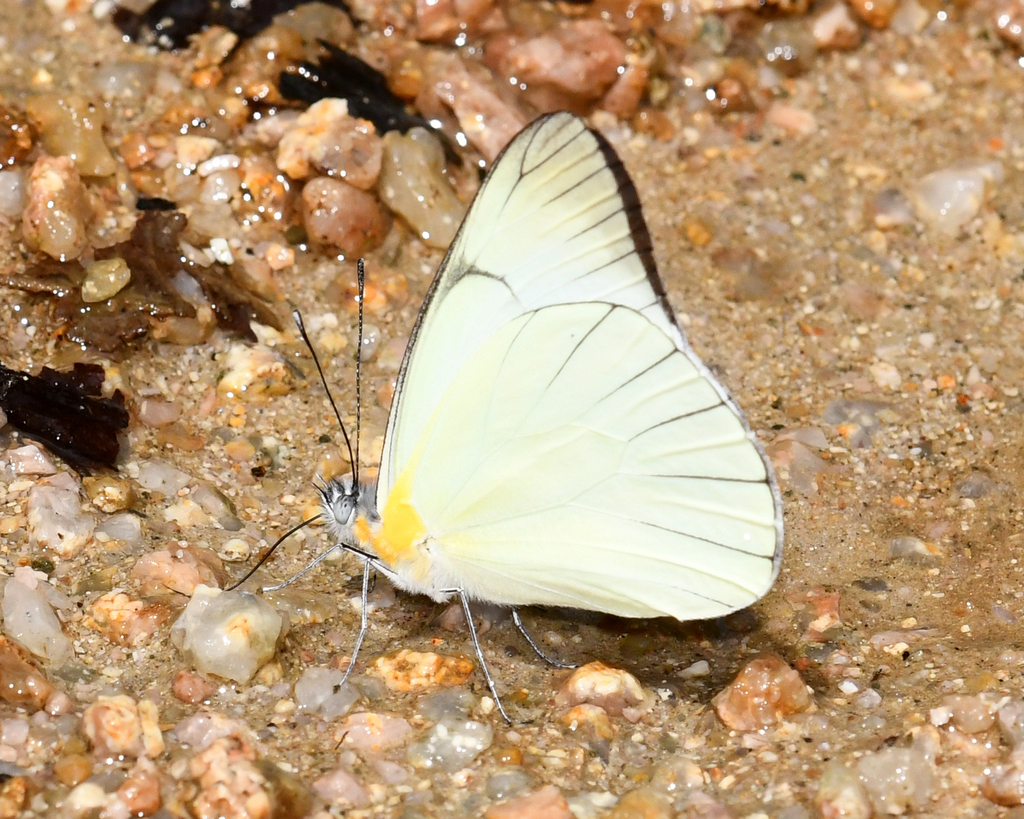 Melete leucanthe