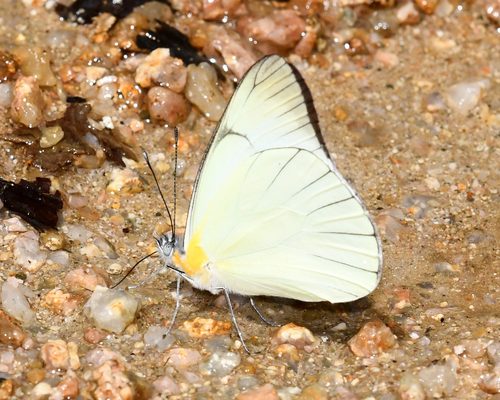 Melete leucanthe