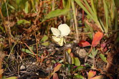 Viola altaica