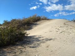 Streptanthus longirostris